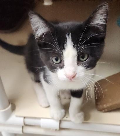 KITTEN 27835 (MONSTER) - Domestic Short Hair available for adoption