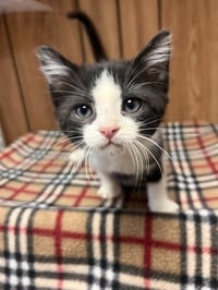 Kitten 27835 (Monster) - Photo 2