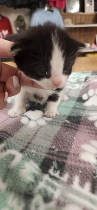 Kitten 27835 (Monster) - Photo 3
