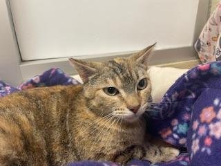 BASTET - Torbie for adoption in Fresno