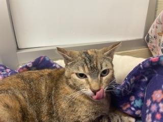 BASTET - Torbie available for adoption