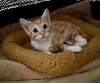 JAGGER - Tabby available for adoption