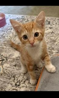 JAGGER - Tabby available for adoption