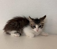 Cat 27746 (Jasper) - Photo 2