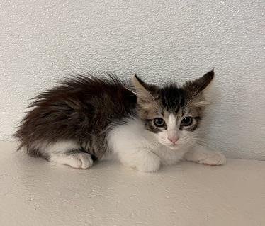 CAT 27746 (JASPER) - Maine Coon available for adoption