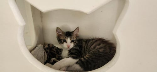 CAT 27746 (JASPER) - Maine Coon available for adoption