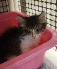 Cat 27746 (Jasper) - Photo 4