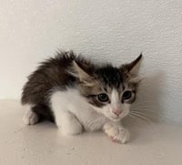 Cat 27746 (Jasper) - Photo 3