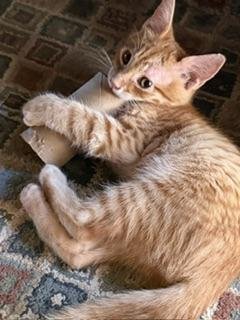 KITTEN 28159 (DALLAS)