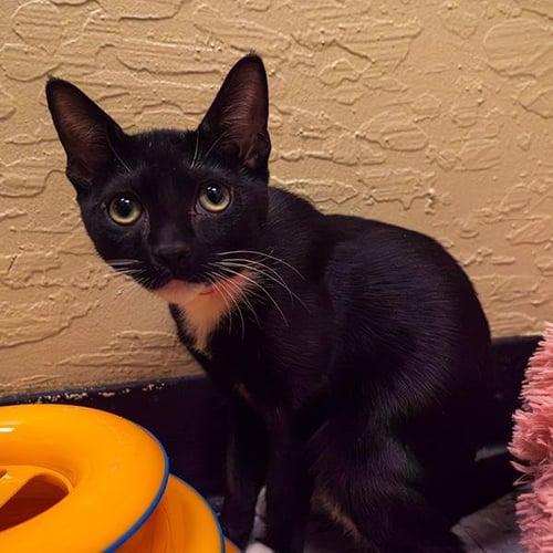 BONNET - Domestic Short Hair available for adoption