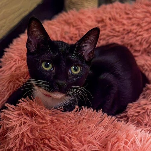 BONNET - Domestic Short Hair for adoption in Fresno