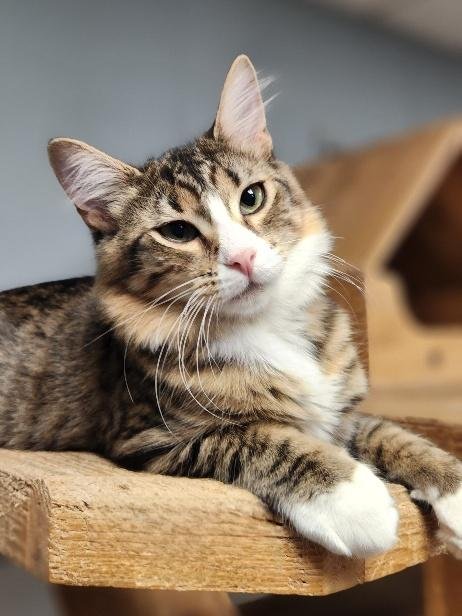 CAT 27867(ANGELICA) - Maine Coon available for adoption