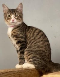 Cat 27867(Angelica) - Photo 3