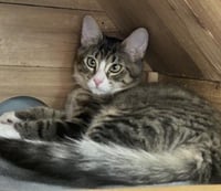 Cat 27867(Angelica) - Photo 4