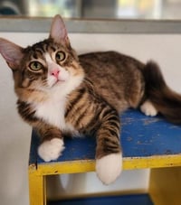 Cat 27867(Angelica) - Photo 1