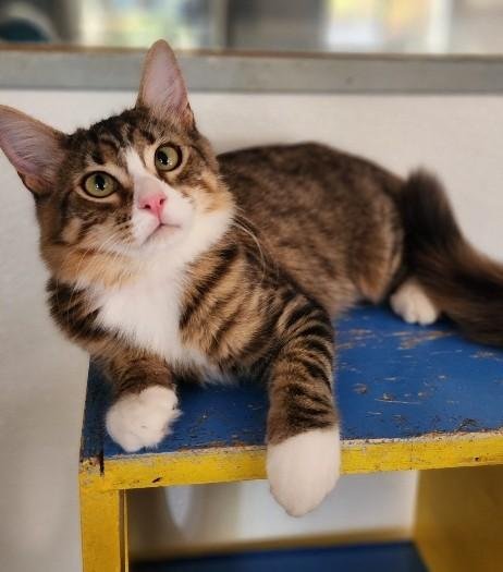 CAT 27867(ANGELICA) - Maine Coon available for adoption