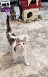 Cat 27509 (Charm) - Photo 1