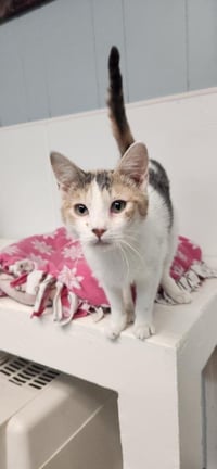 Cat 27509 (Charm) - Photo 2