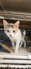 Cat 27509 (Charm) - Photo 3
