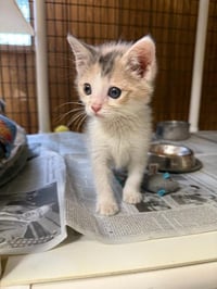 Cat 27509 (Charm) - Photo 4