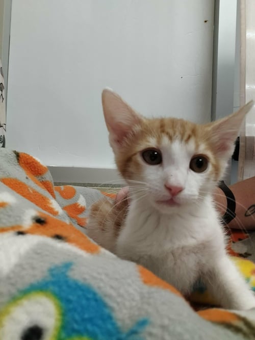 DARWIN - Domestic Short Hair available for adoption