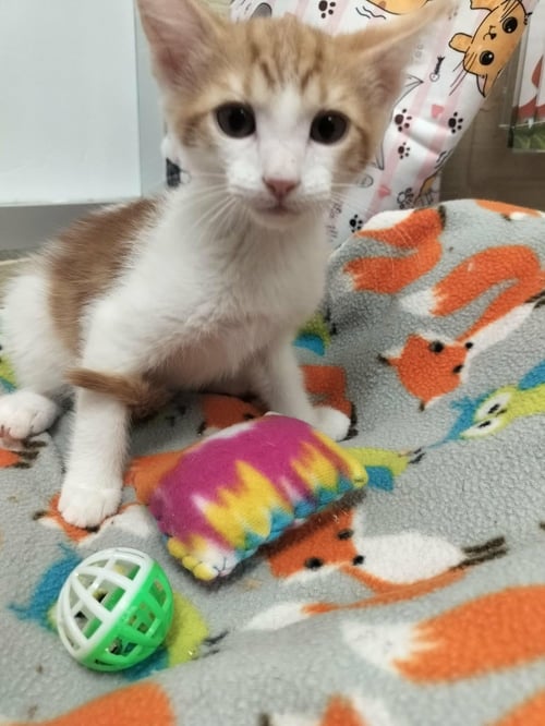 DARWIN - Domestic Short Hair available for adoption