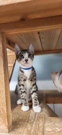 Cat 27725 (Sherman) - Photo 3