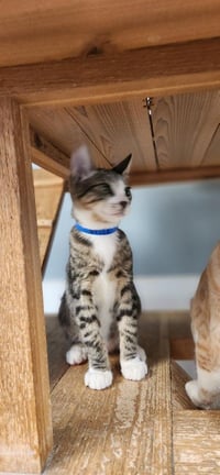 Cat 27725 (Sherman) - Photo 4