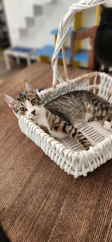 CAT 27725 (SHERMAN) - Tabby available for adoption