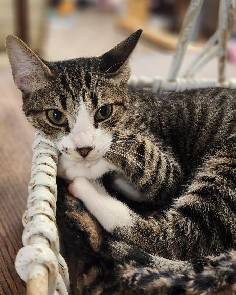 CAT 27725 (SHERMAN) - Tabby available for adoption