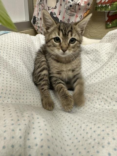 CARMIE - Tabby available for adoption