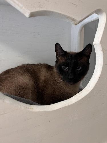 CAT 27971 (PRISCILLA) - Siamese available for adoption