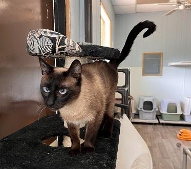 CAT 27971 (PRISCILLA) - Siamese available for adoption