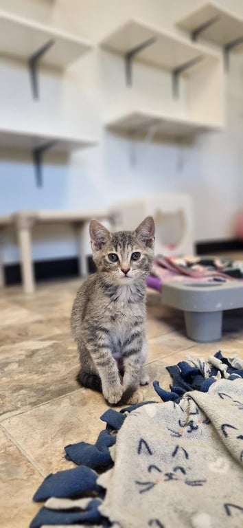 Kitten 27596 (Raven) Image