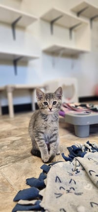 Kitten 27596 (Raven) - Photo 1