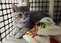 Kitten 27596 (Raven) - Photo 2