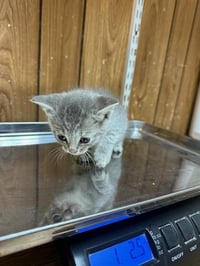 Kitten 27596 (Raven) - Photo 3