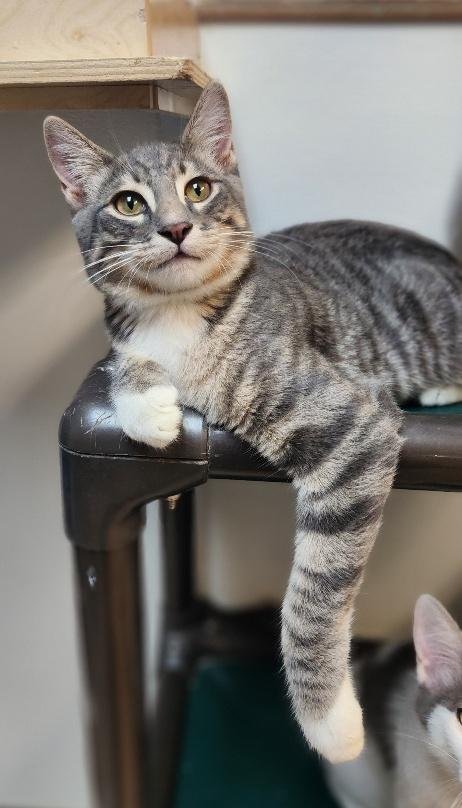 KITTEN 27752 (YOSEMITE) - Tabby available for adoption