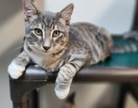 Kitten 27752 (Yosemite) - Photo 1