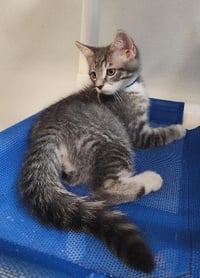 Kitten 27752 (Yosemite) - Photo 3