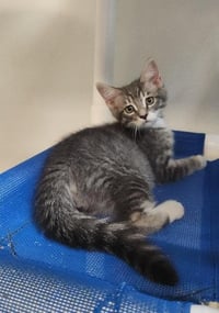 Kitten 27752 (Yosemite) - Photo 4