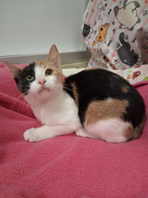 ANTONELLA - Calico available for adoption