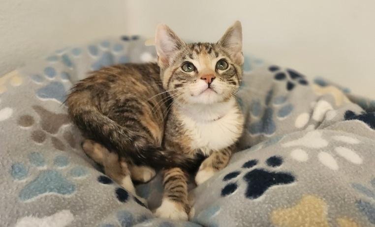Kitten 27832 (Tabitha) Image