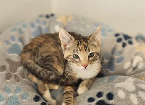 KITTEN 27832 (TABITHA) - Torbie available for adoption