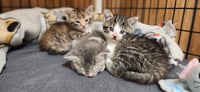 Kitten 27832 (Tabitha) - Photo 3