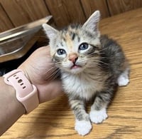 Kitten 27832 (Tabitha) - Photo 4