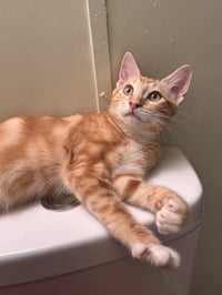 Cat 28164 (Lucian) - Photo 4