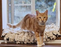 Cat 28164 (Lucian) - Photo 1