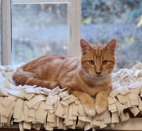 Cat 28164 (Lucian) - Photo 2