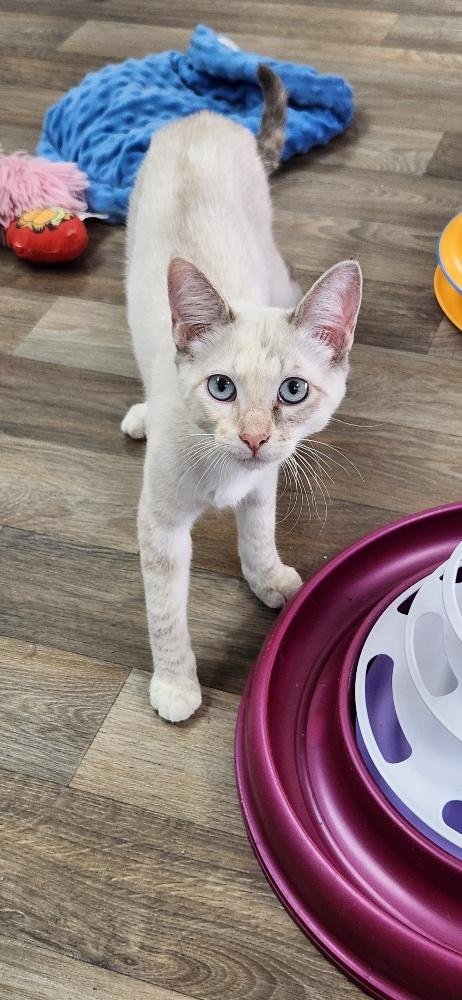 CAT 27628 (ALICE) - Siamese available for adoption
